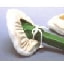 オスモコテバケ